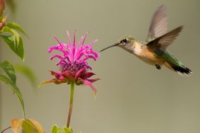 Hummingbird feeding on Bee-balm flowers.
