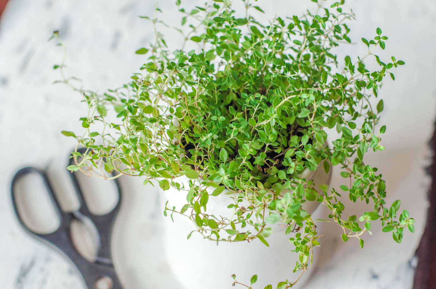 A close up view of thyme plant on a white pot