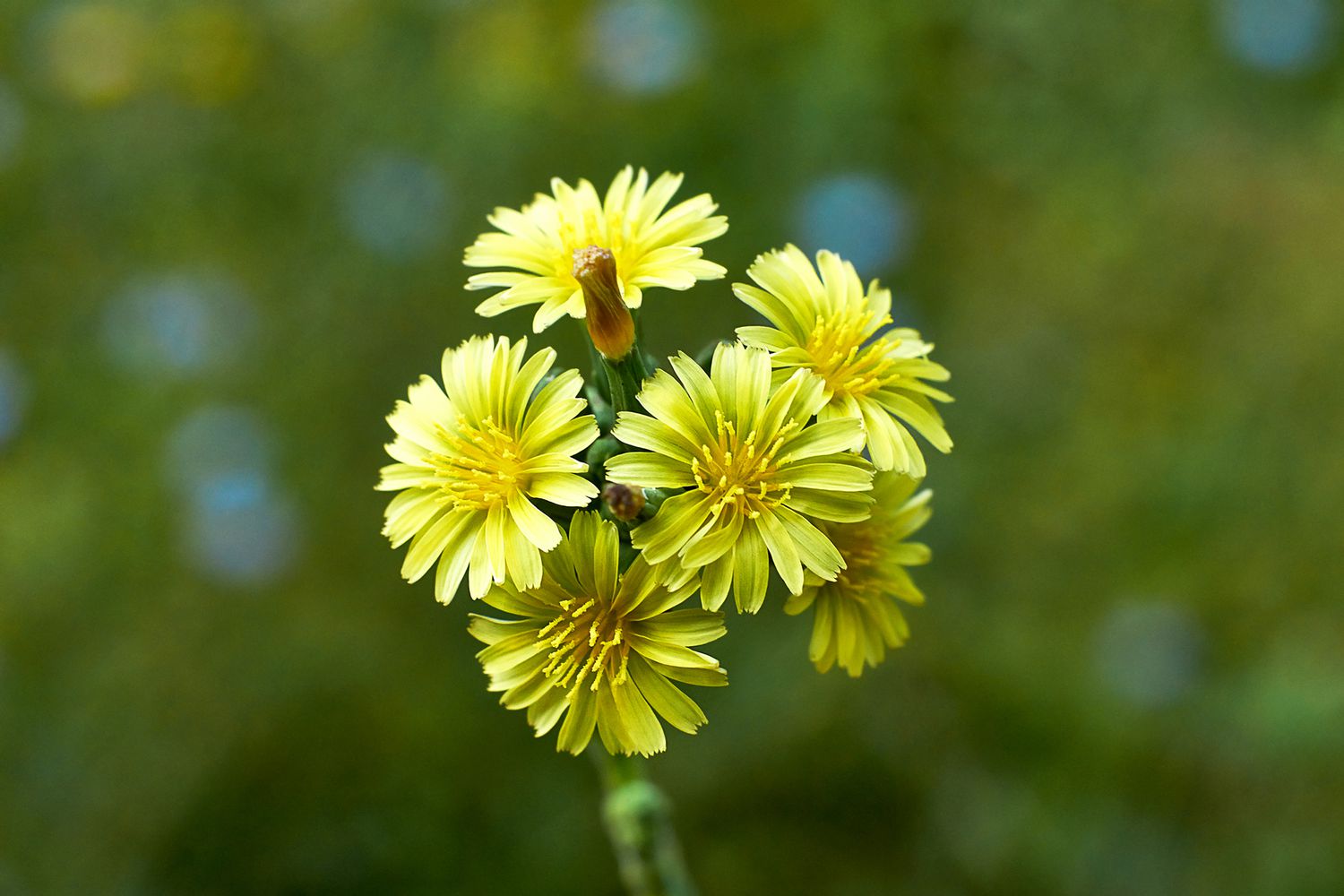 prickly lettuce yellow floral weed