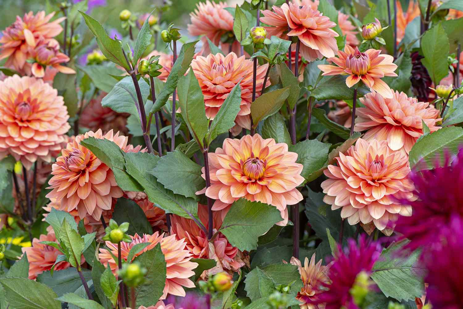 orange and pink dahlia flowers with green leaves and dark red stems growing in garden
