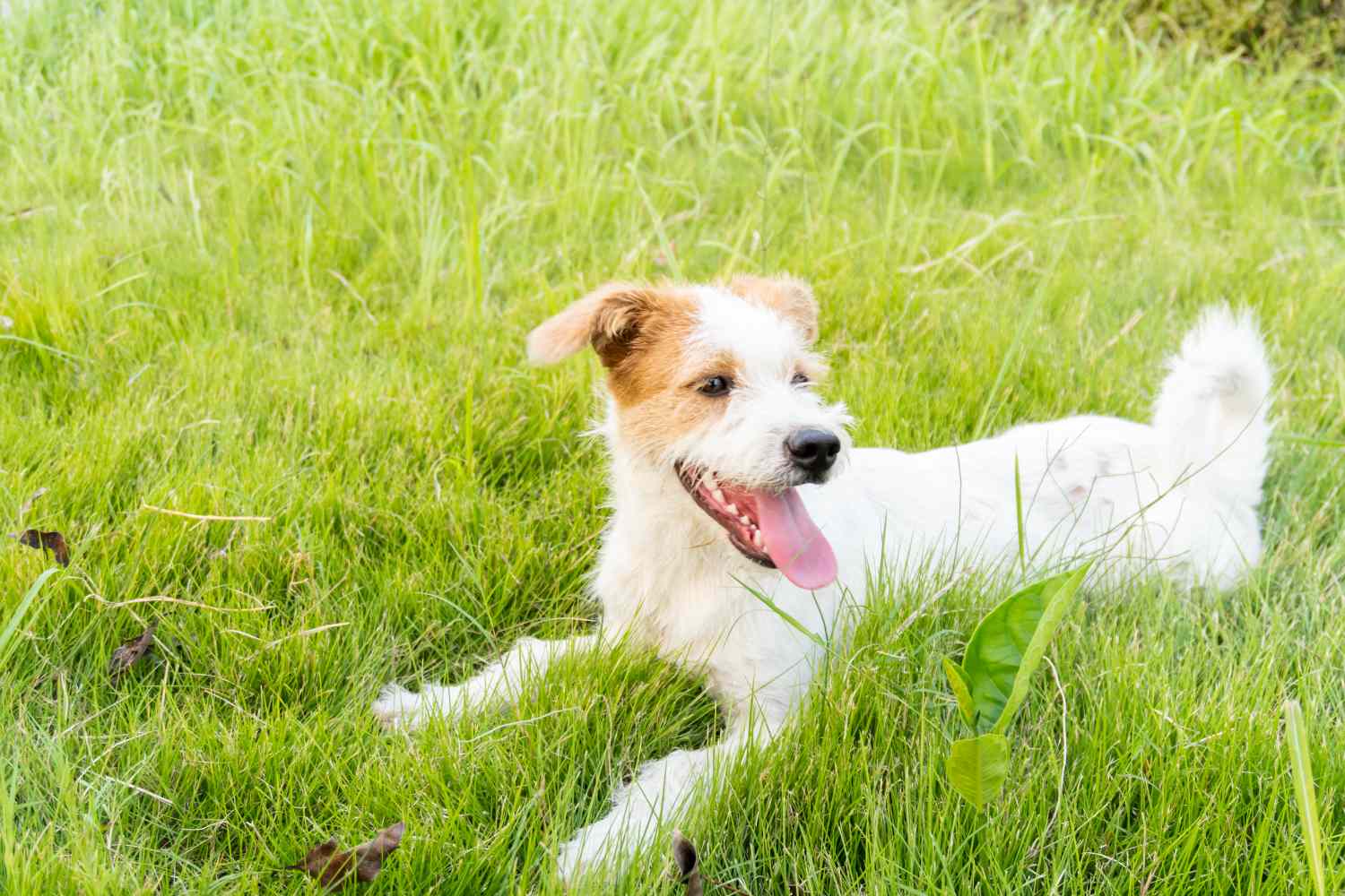 A dog lying on the grass tongue out and looking content