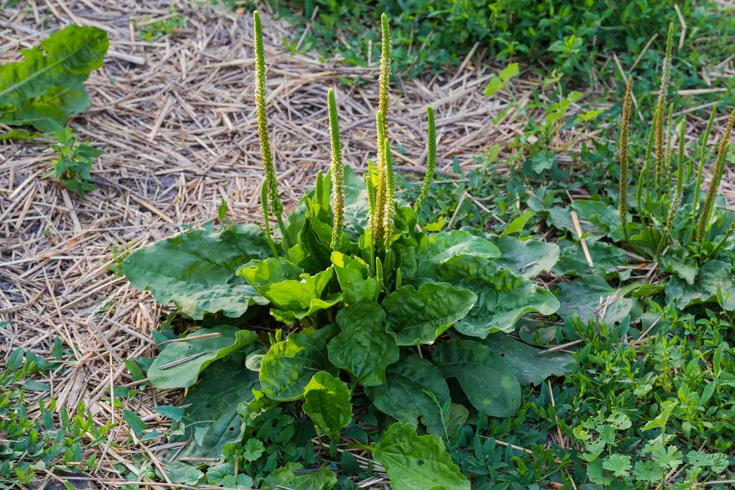 Broadleaf plantain weed
