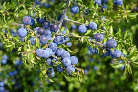 Blueberries in garden