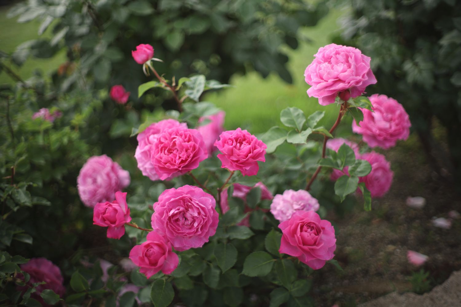 Bright pink Floribunda roses growing in a spring garden.