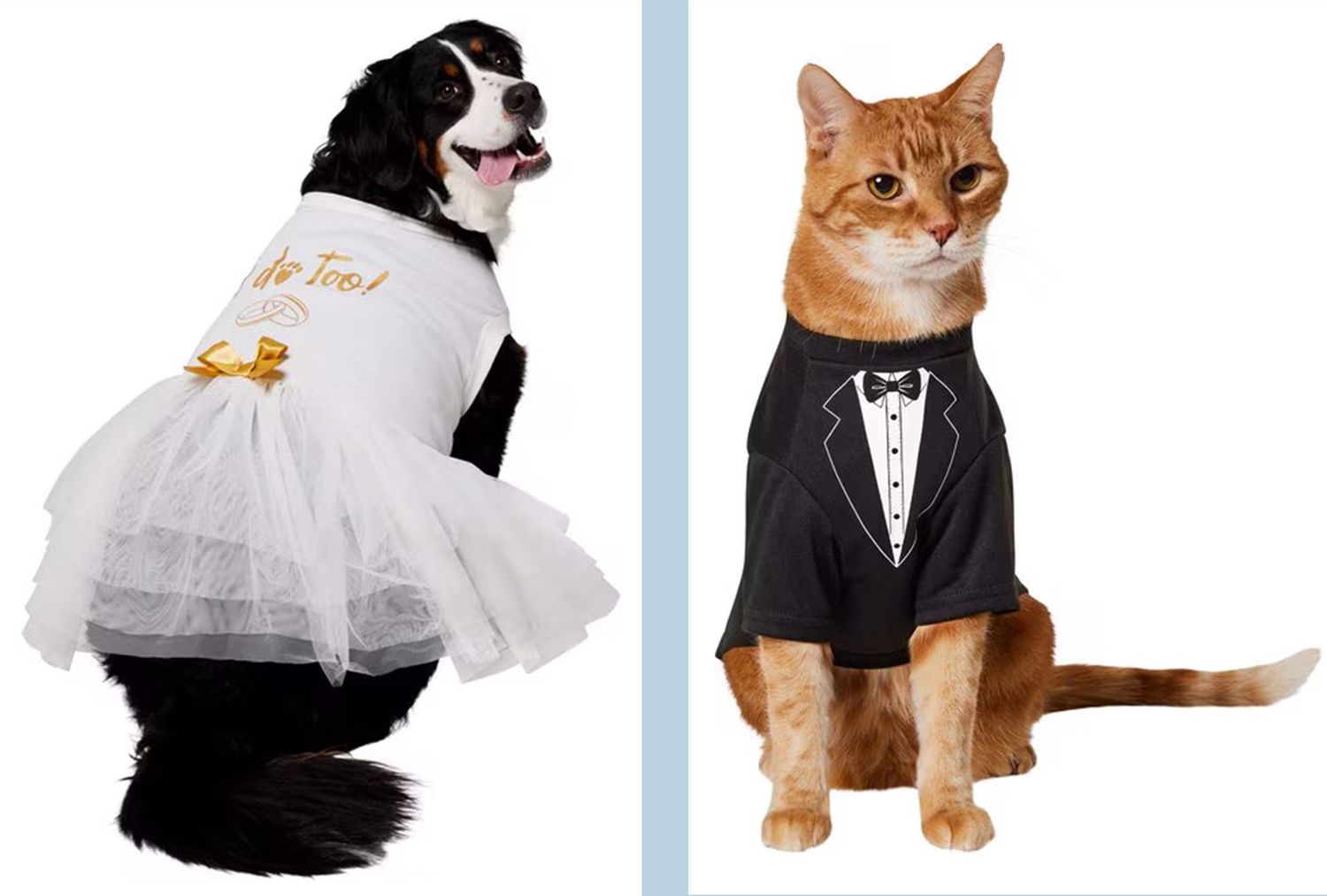 Dog and cat wearing wedding attire