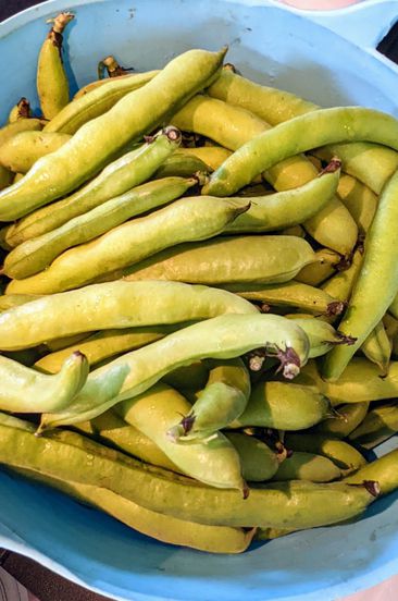 decorvow bedford fava beans