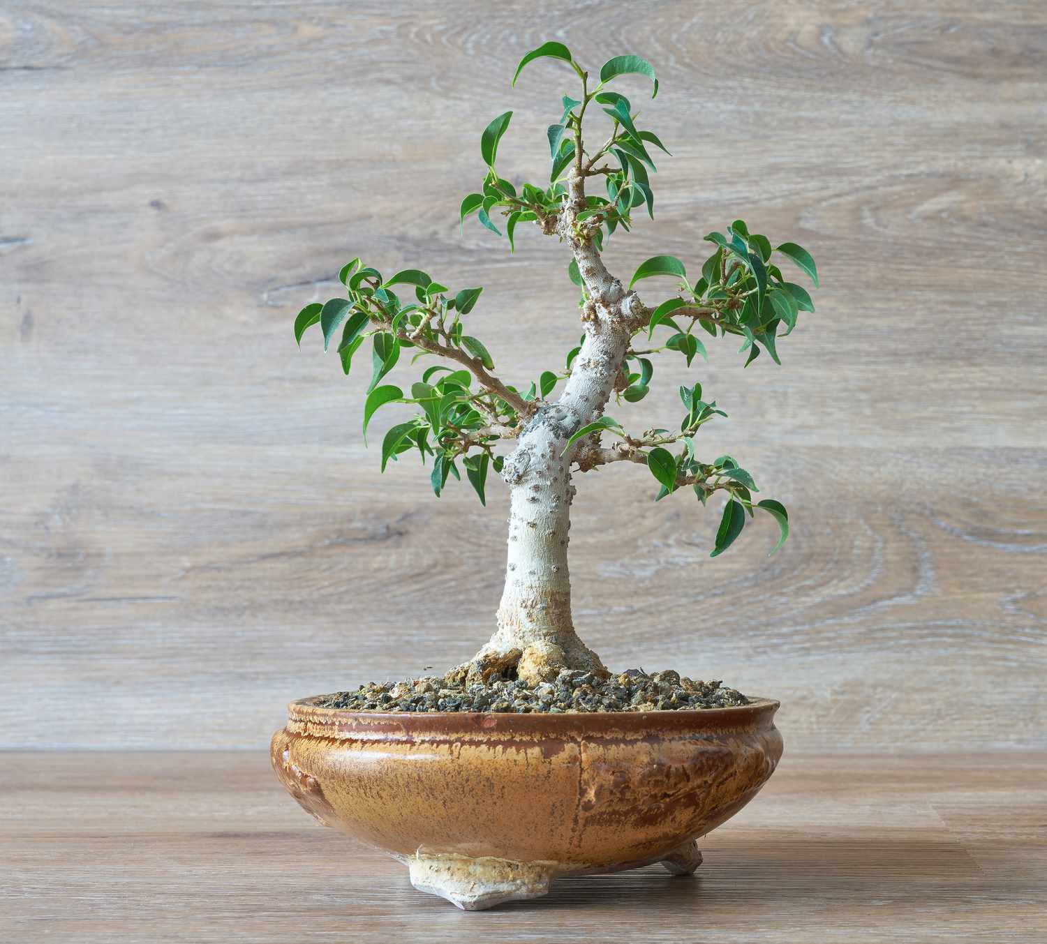 weeping fig bonsai