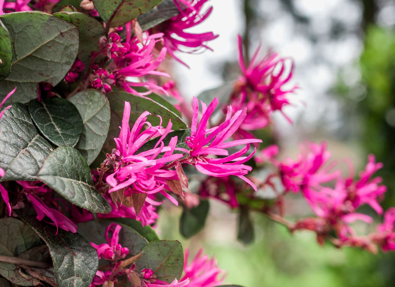 loropetalum shrub with bright pink blooms