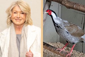 decorvow next to a pheasant