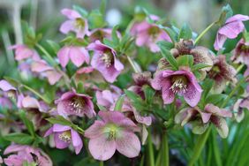 Cluster of blooming flowers with visible petals and greenery