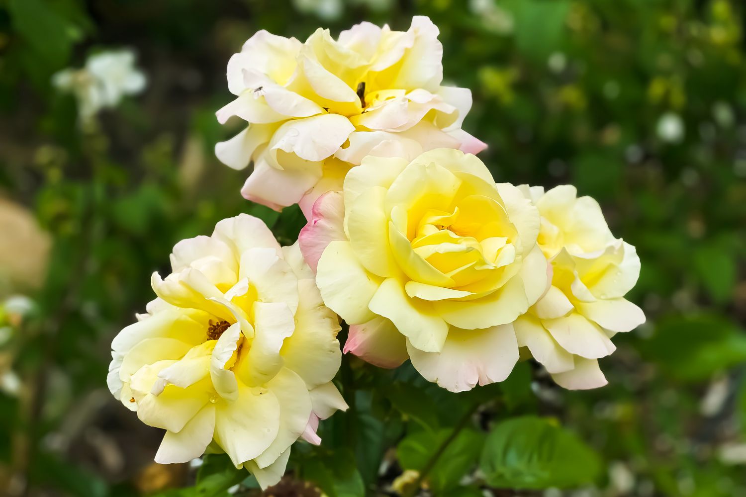 hybrid tea rose