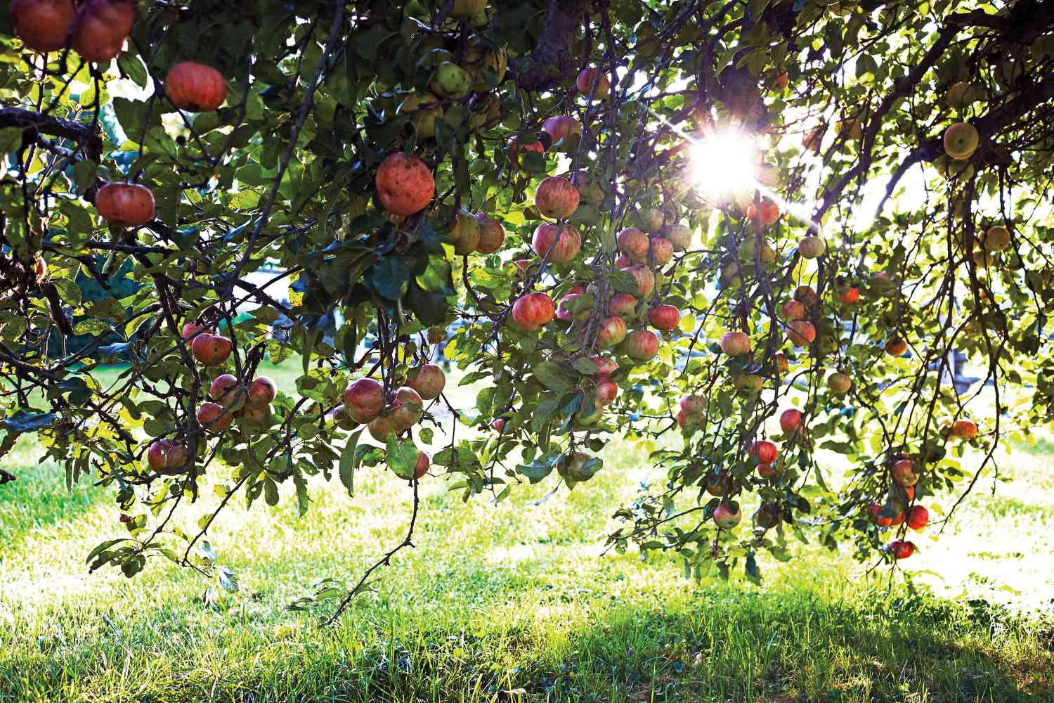 apple orchard trees with sun shining through