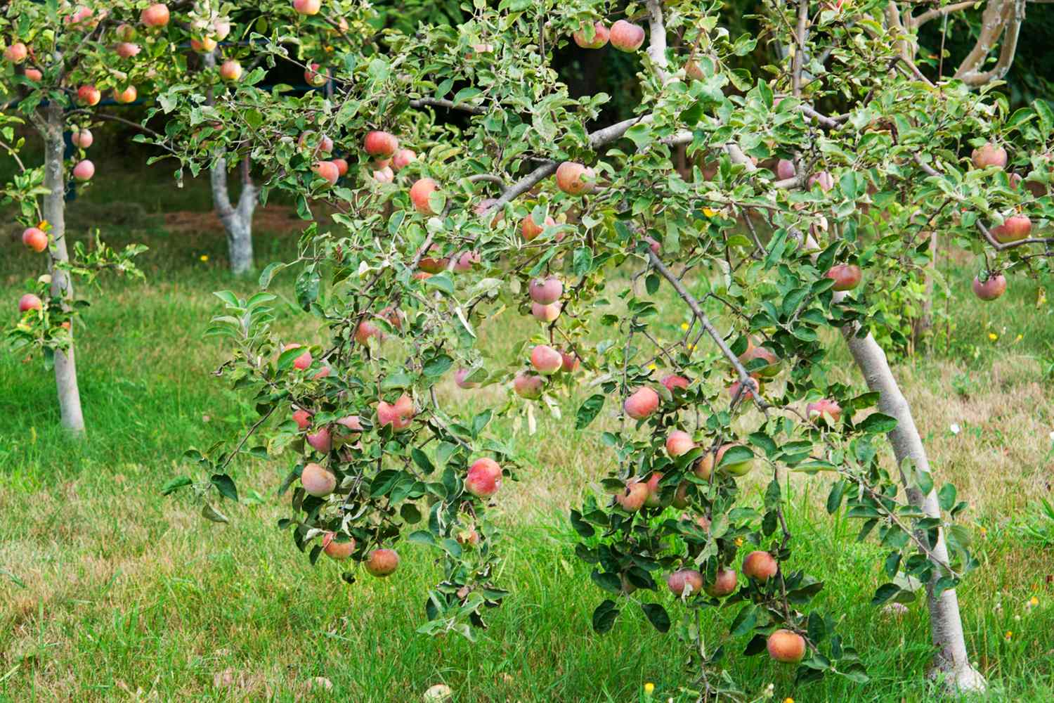 Dwarf apple tree with fruit hanging from its branches