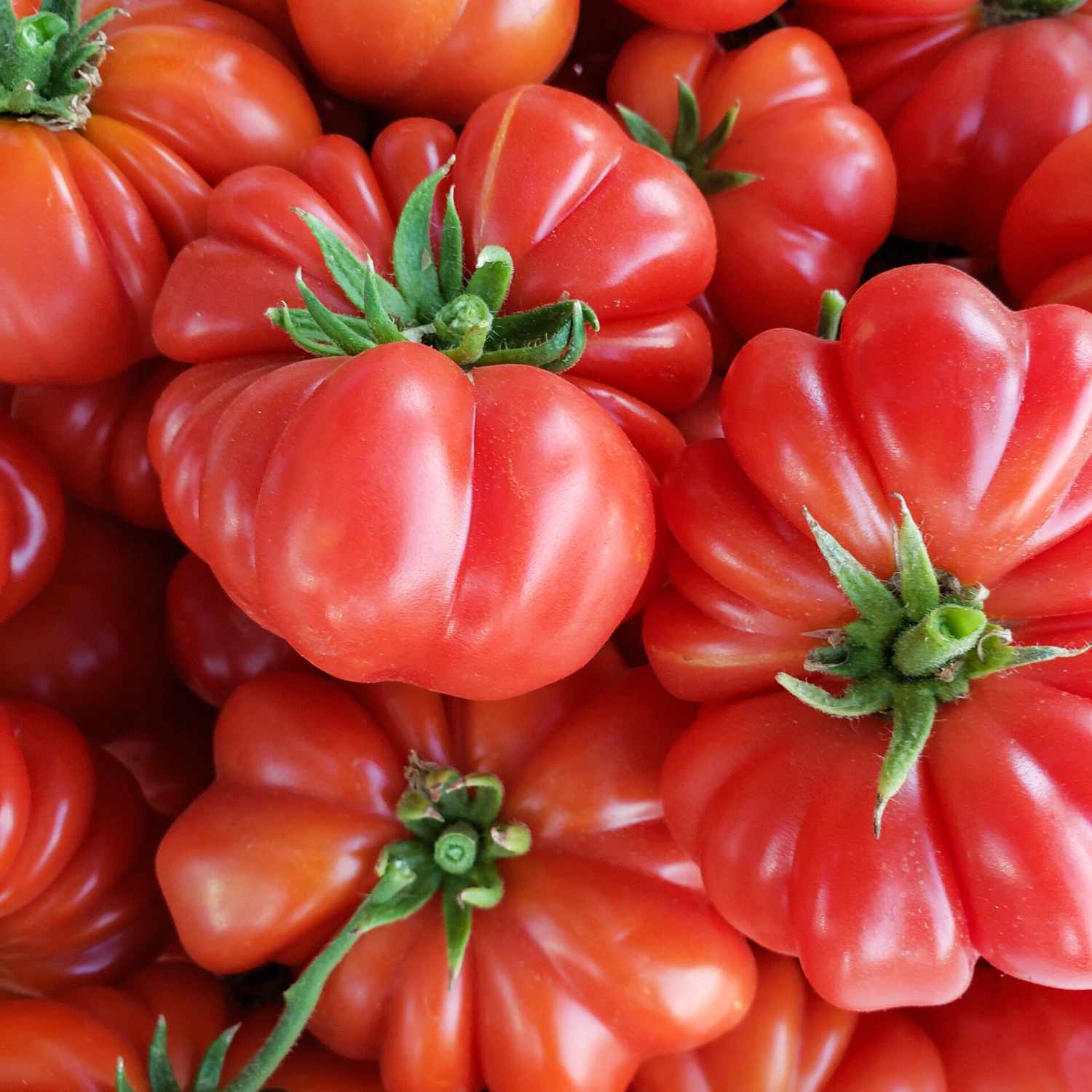 costoluto genovese tomatoes