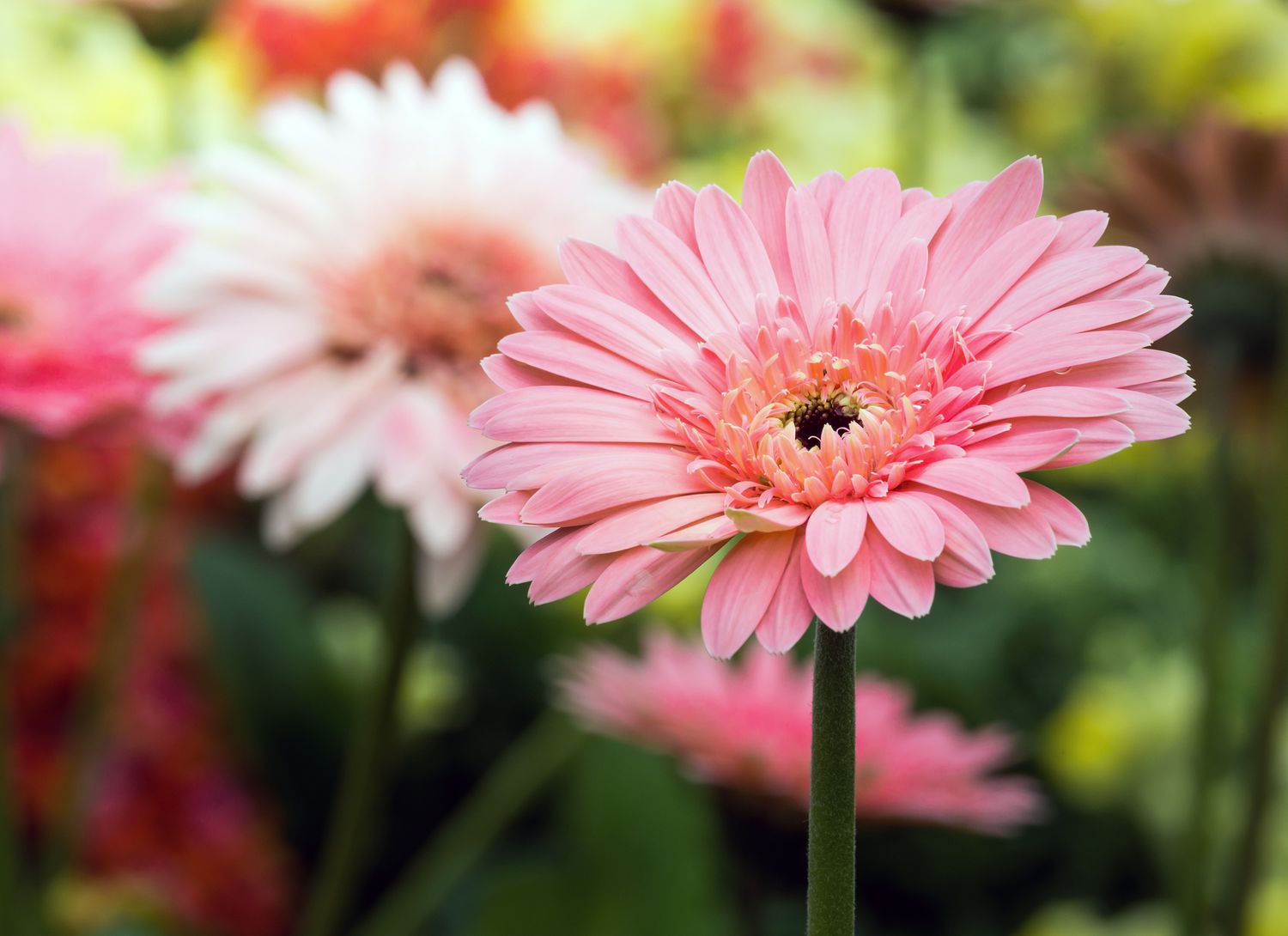 Gerbera pink flower in a garden