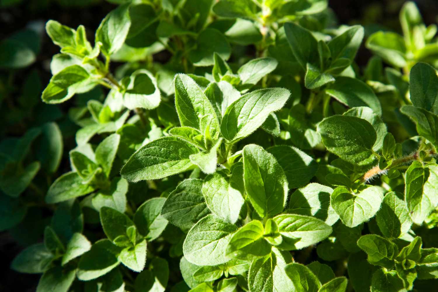 Oregano