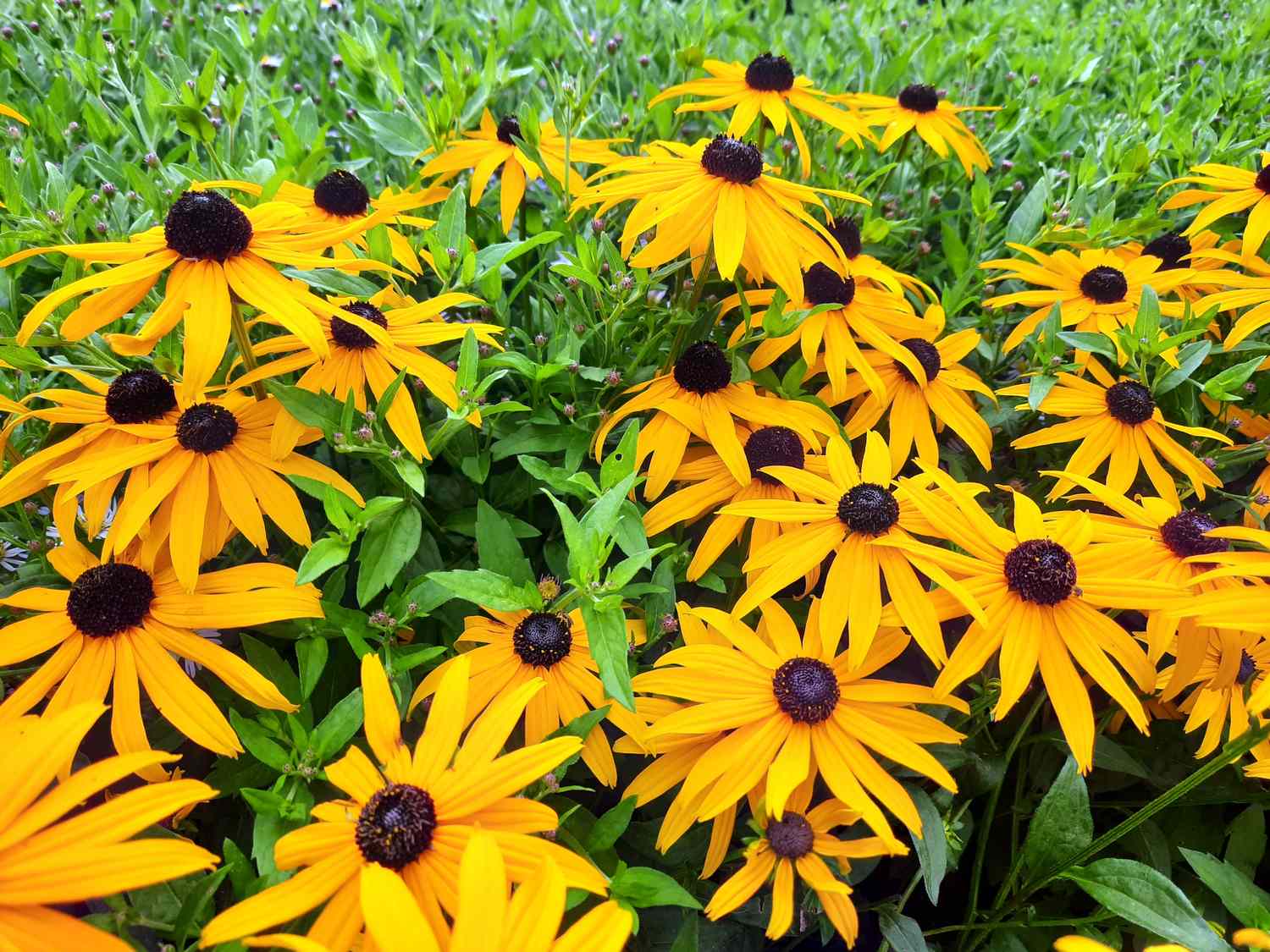 A cluster of Blackeyed Susan flowers in a garden featuring their prominent dark centers and radiating petals