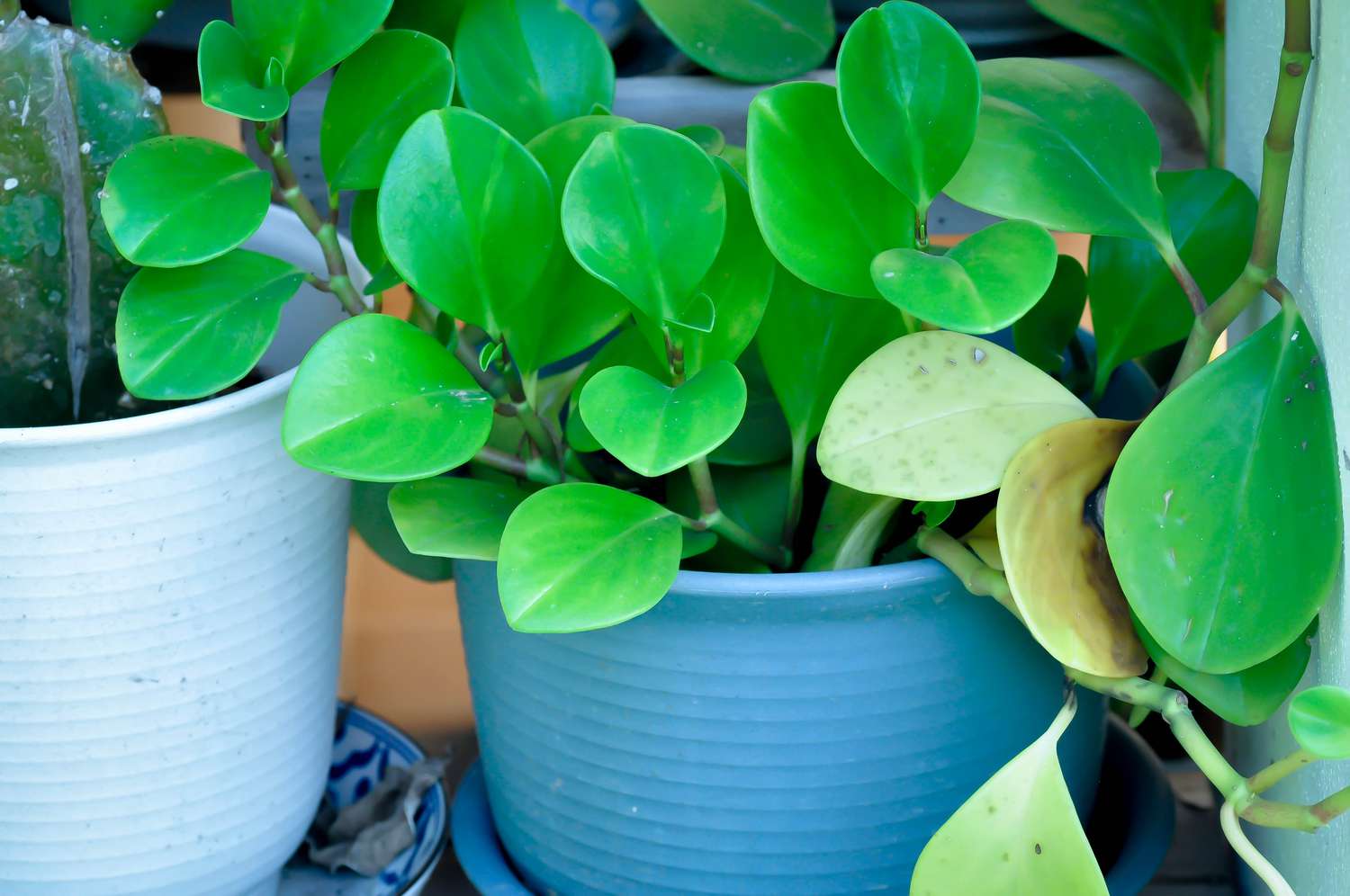 american rubber plant