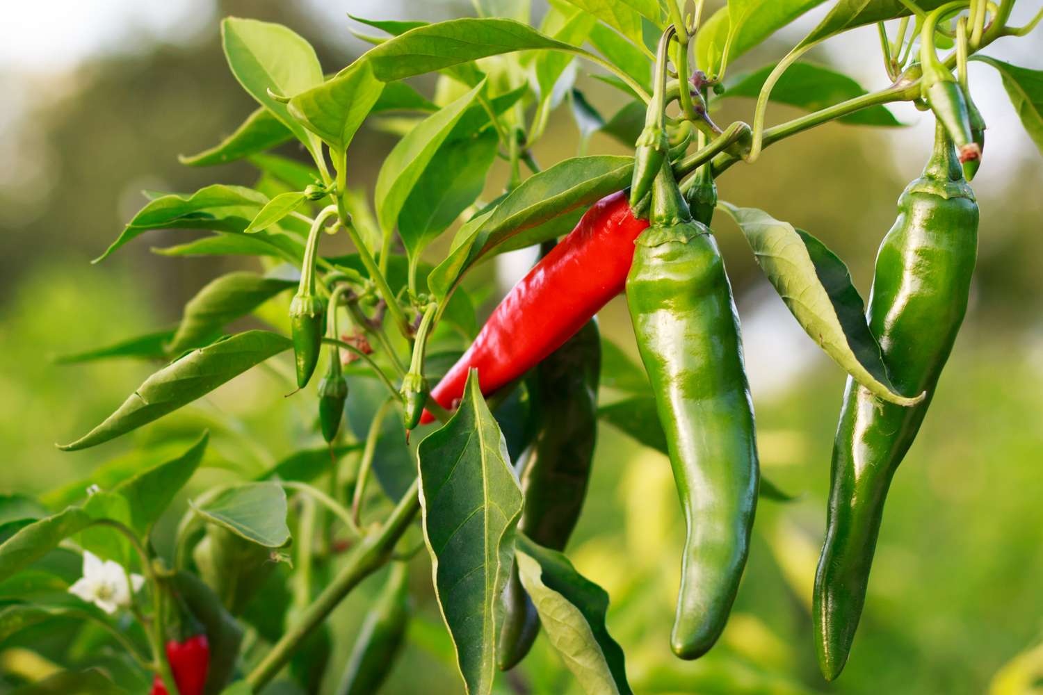 Peppers growing on a plant