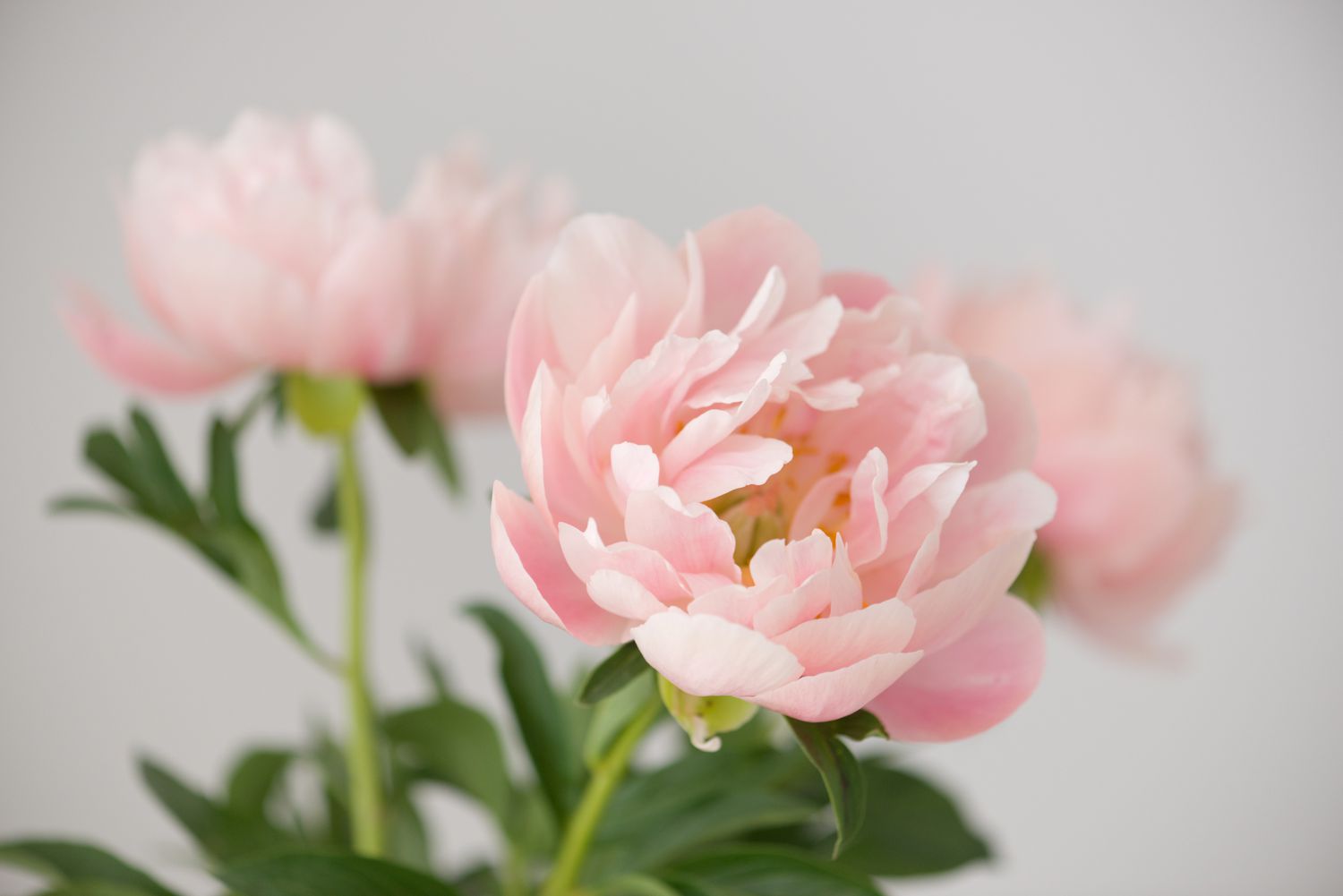 Pink peonies
