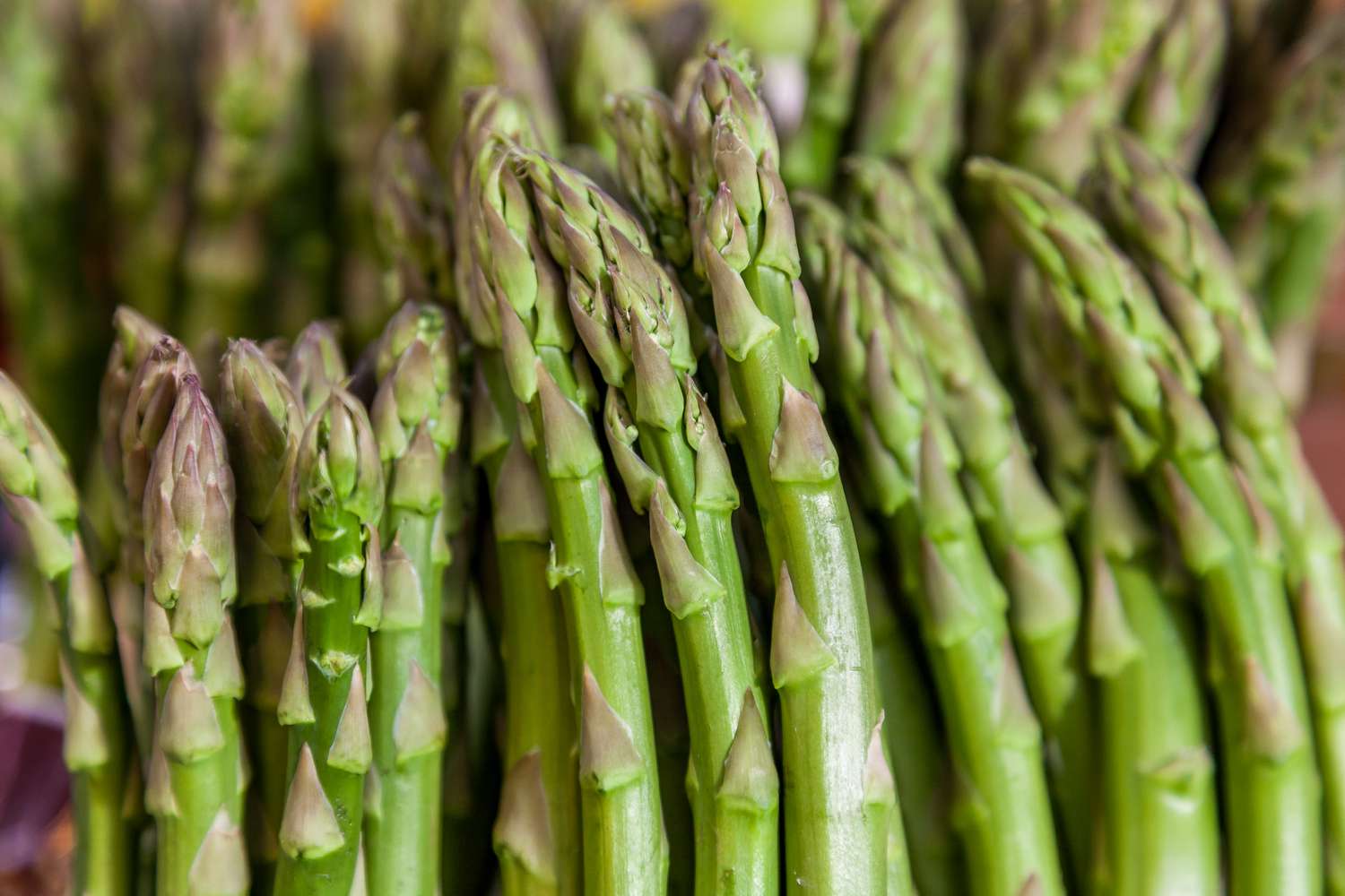 Close up of green asparagus for sale in the market, Valencia, Valencia Region, Spain