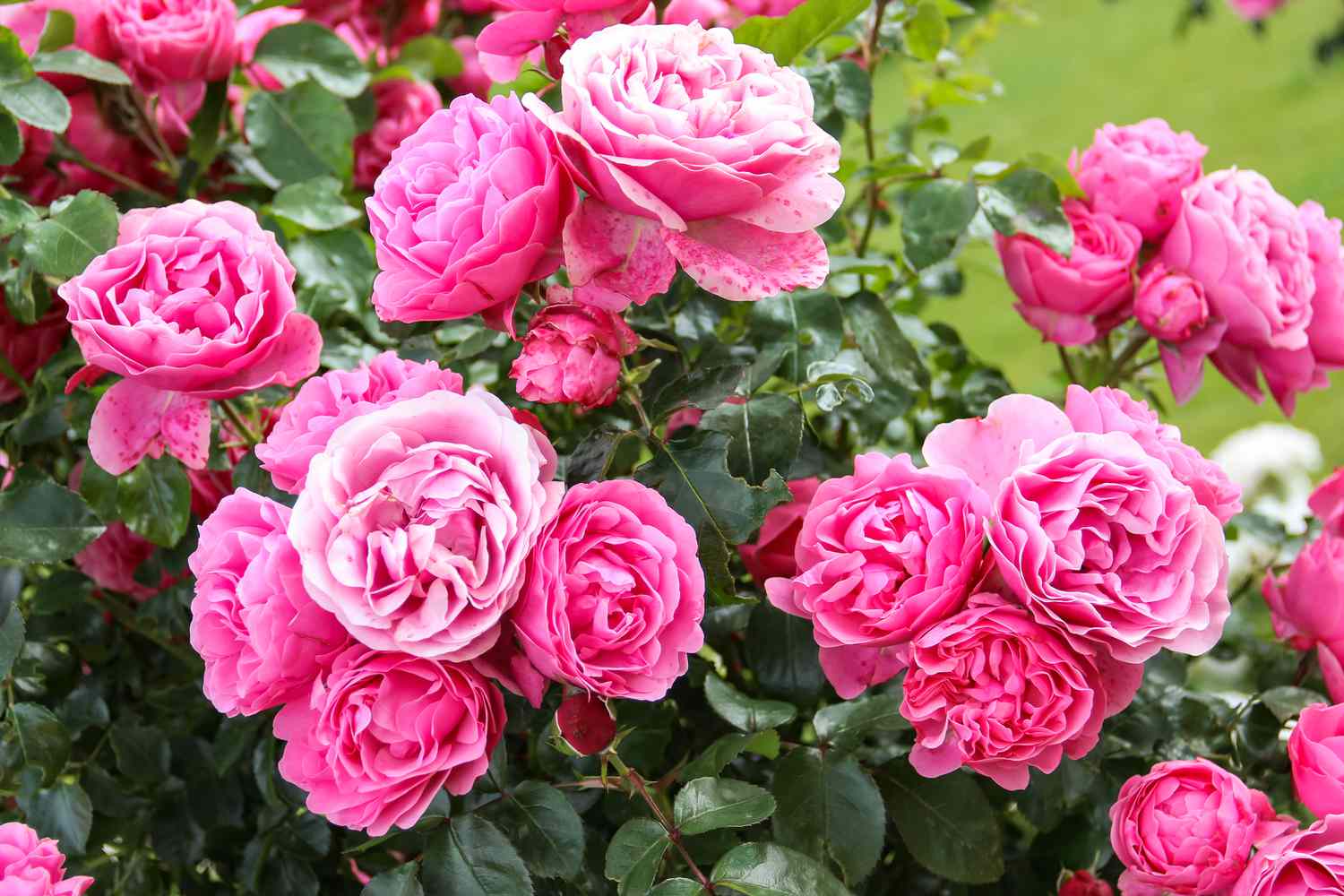 Beautiful flower garden. Pink blooming bush of roses.