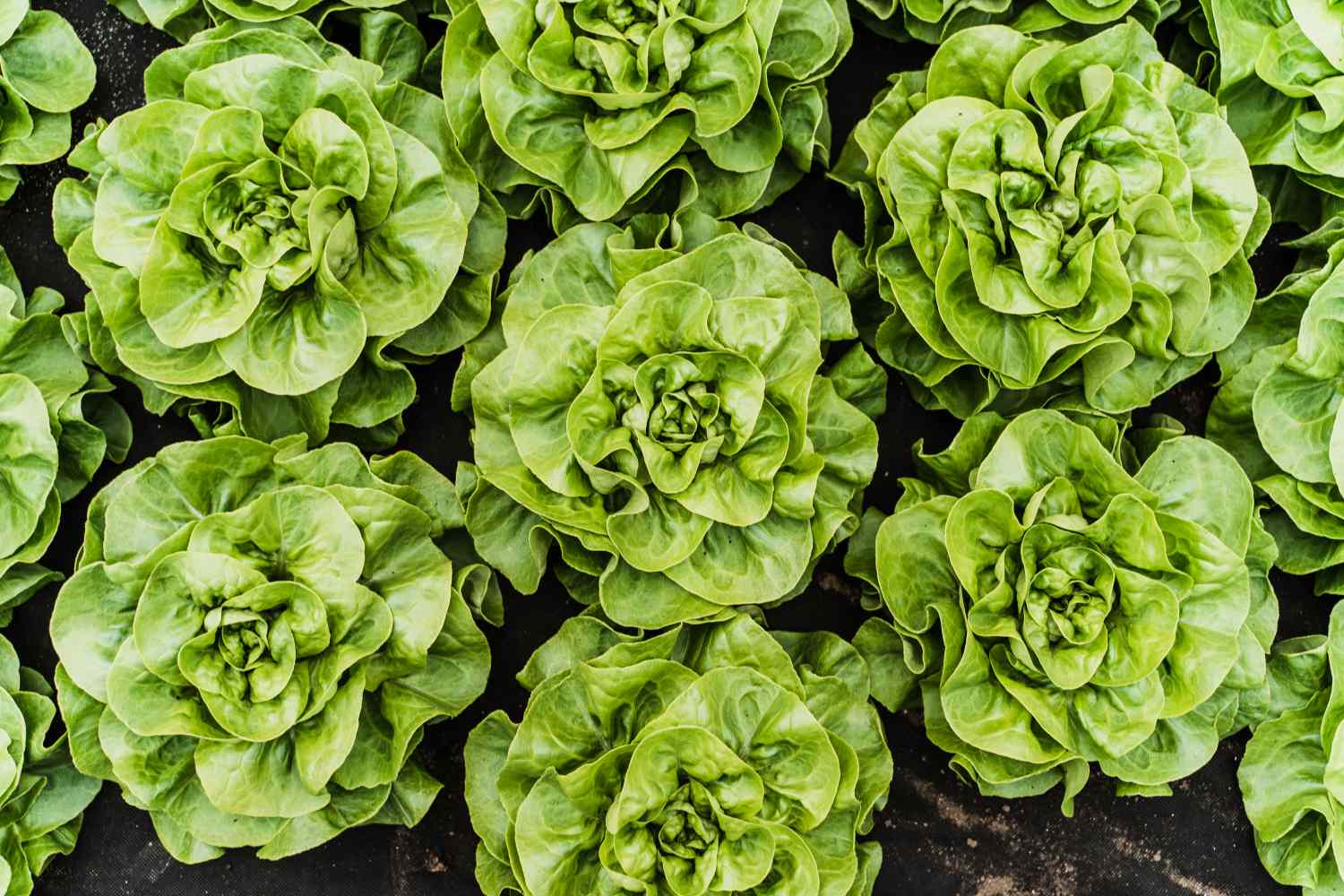 Lettuce viewed from above