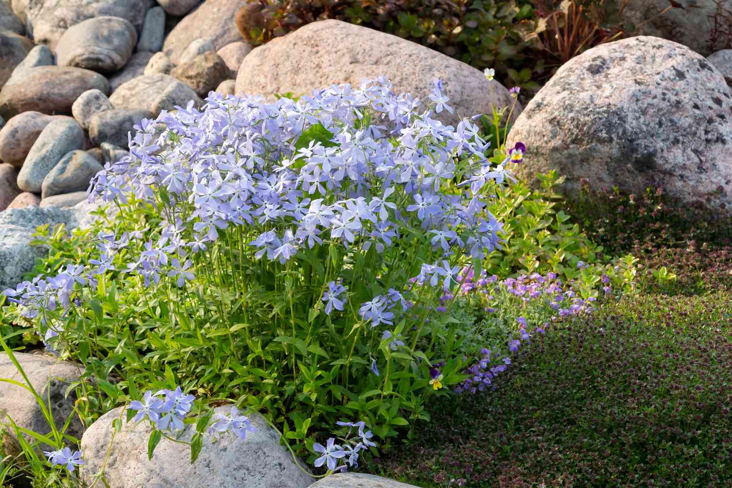 Woodland phlox naturalizes readily, and makes a gorgeous spring-blooming ground cover