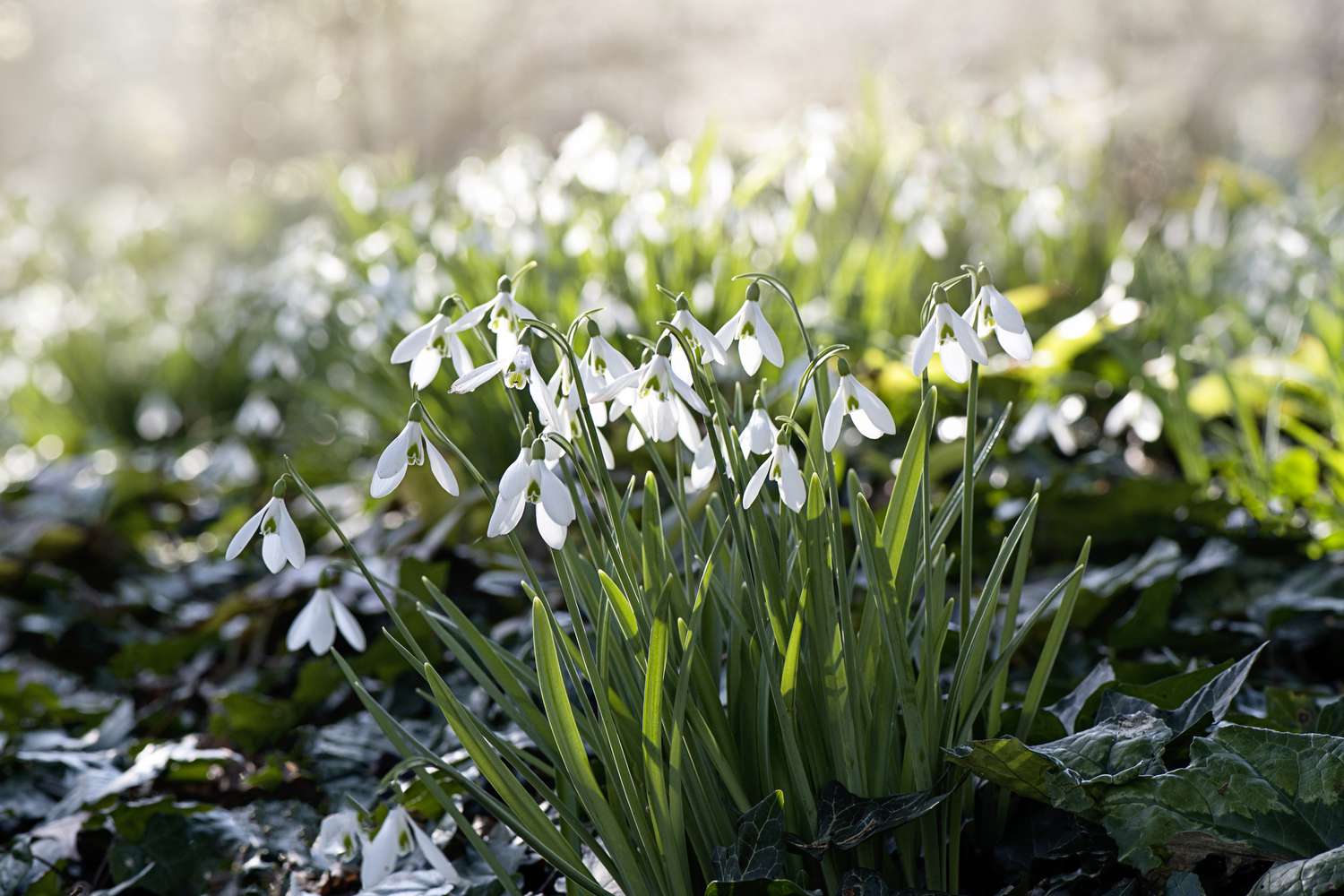 Snowdrop flowers in the sunlight