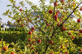 Apple tree with ripe red apples and green leaves in residential garden under sunlight. 