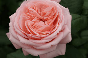 Hybrid tea rose
