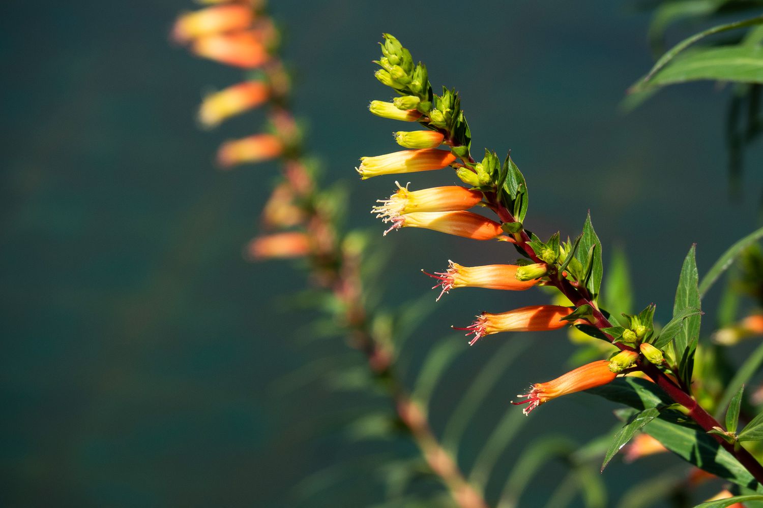 Cuphea Strybing Sunset Flowers