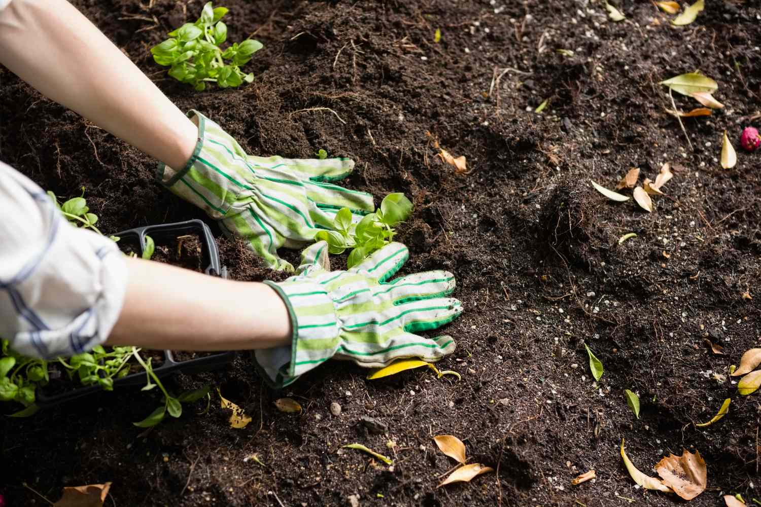 woman digging in soil