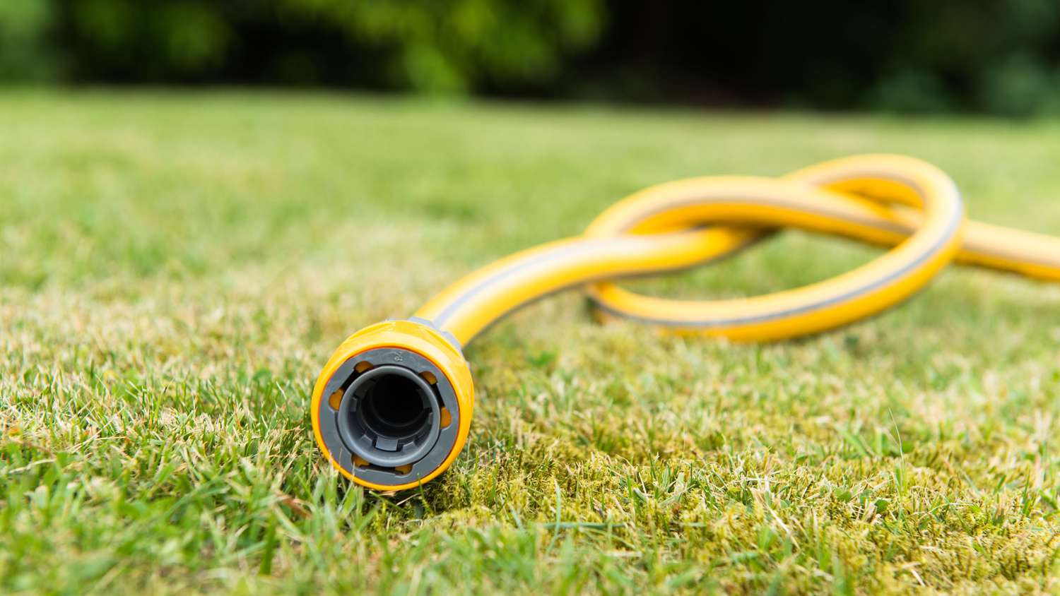 hose knotted on lawn
