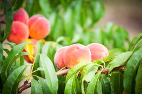 Ripe peaches growing on a tree branch surrounded by green leaves