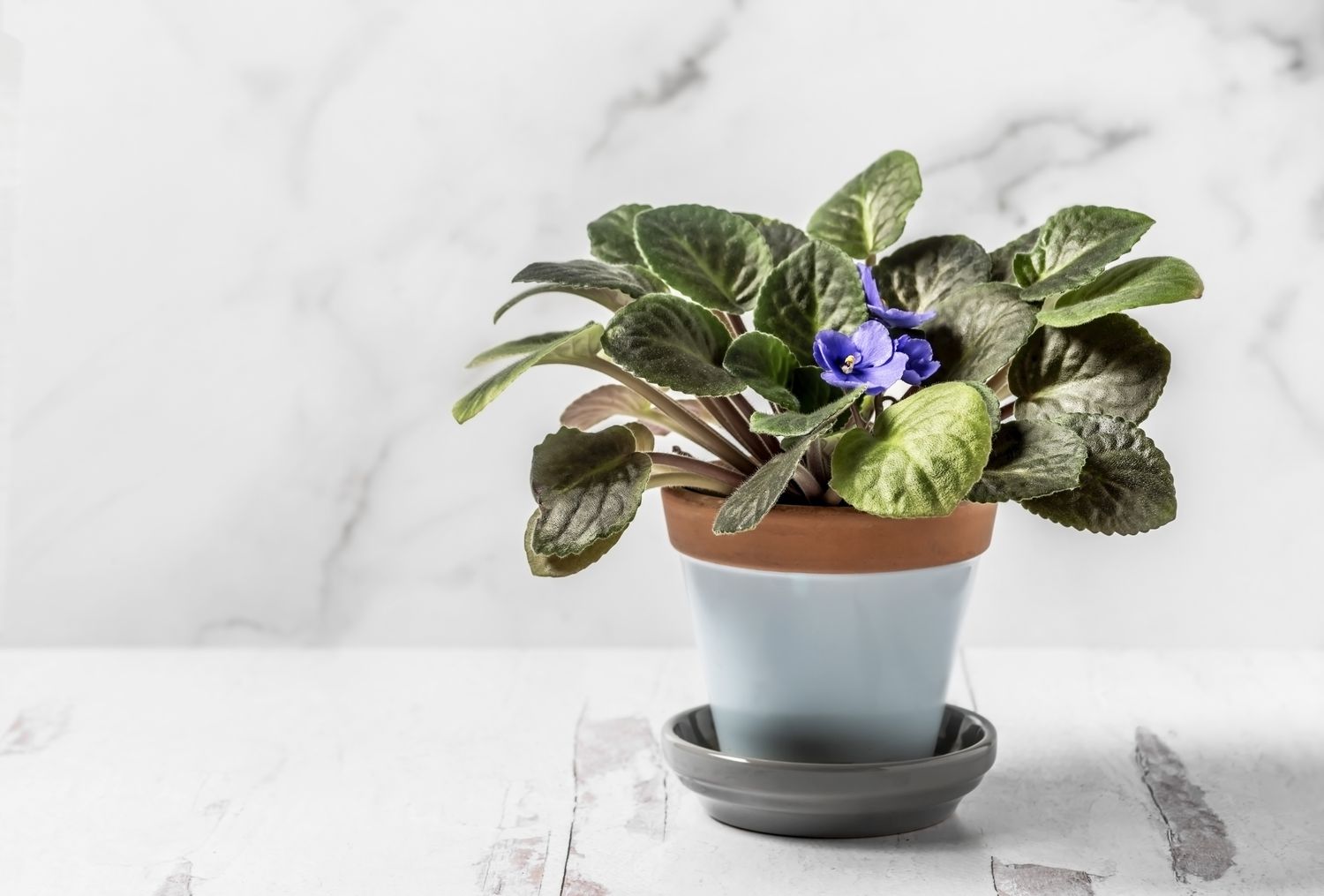 African violet in container