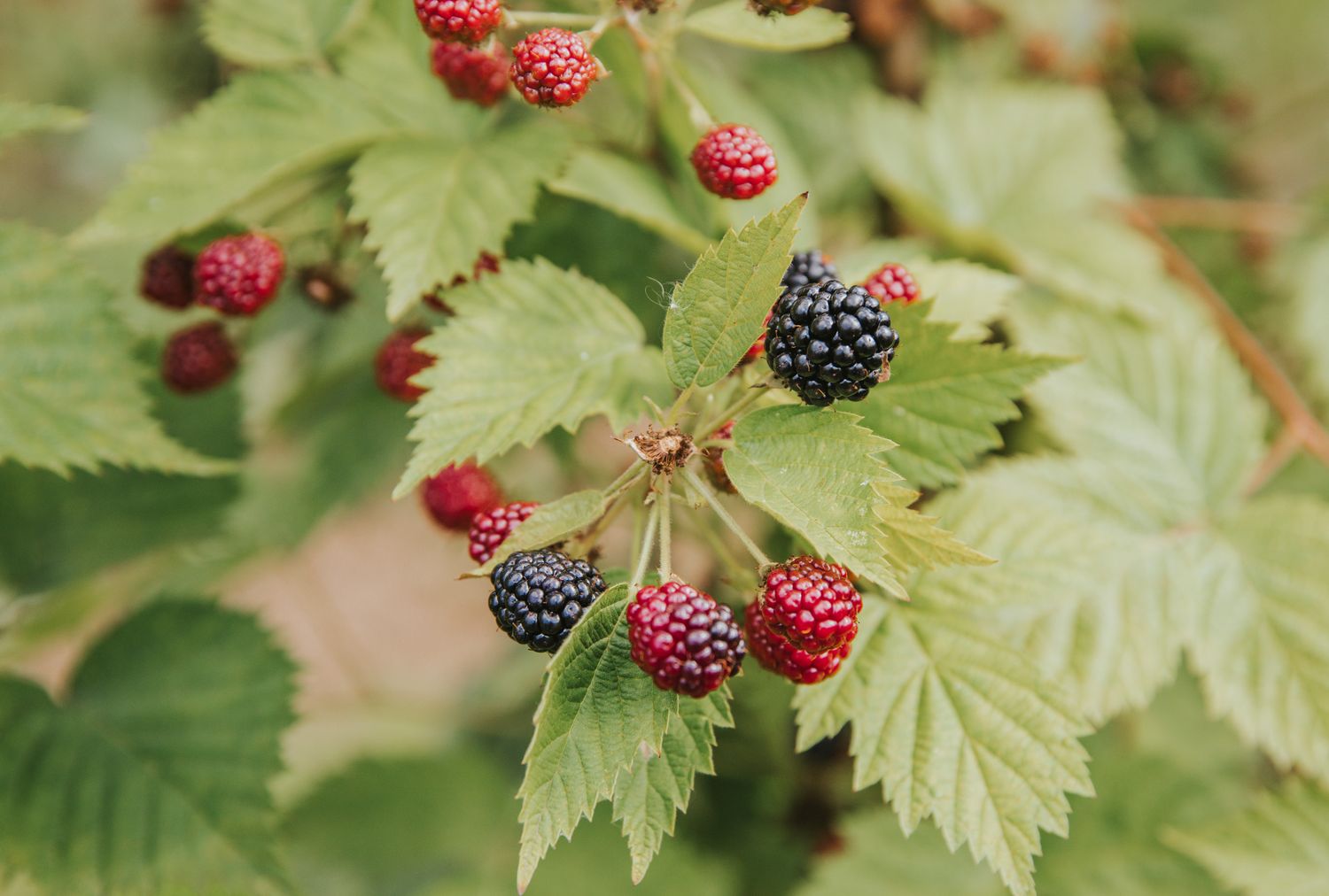 Blackberries and green leaves on a tree branch