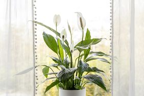 Peace lily in front of window