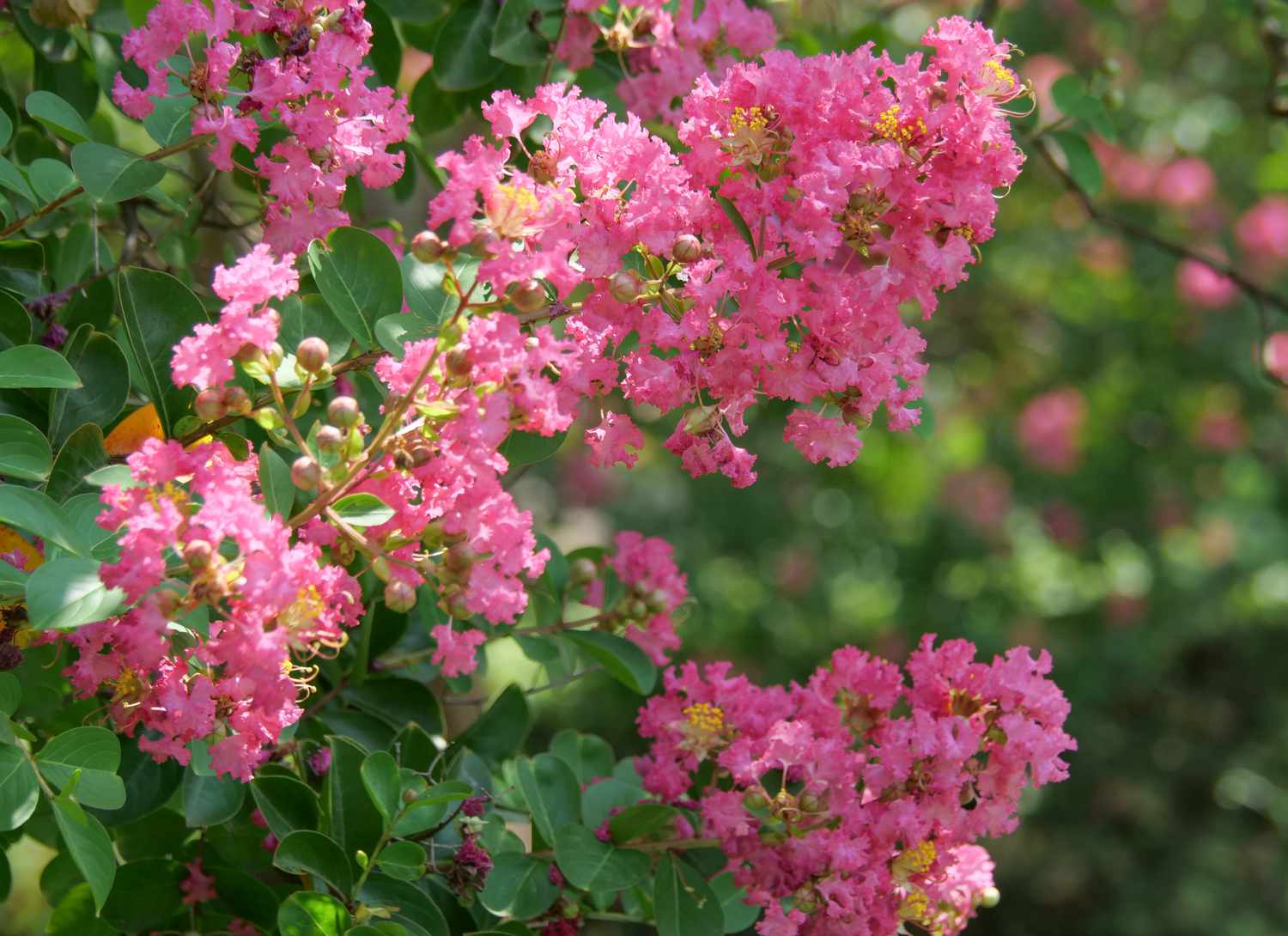 dwarf crape myrtle with pink blooms