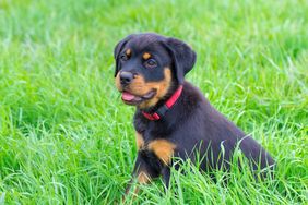 A black and brown puppy sitting in grass wearing a red collar