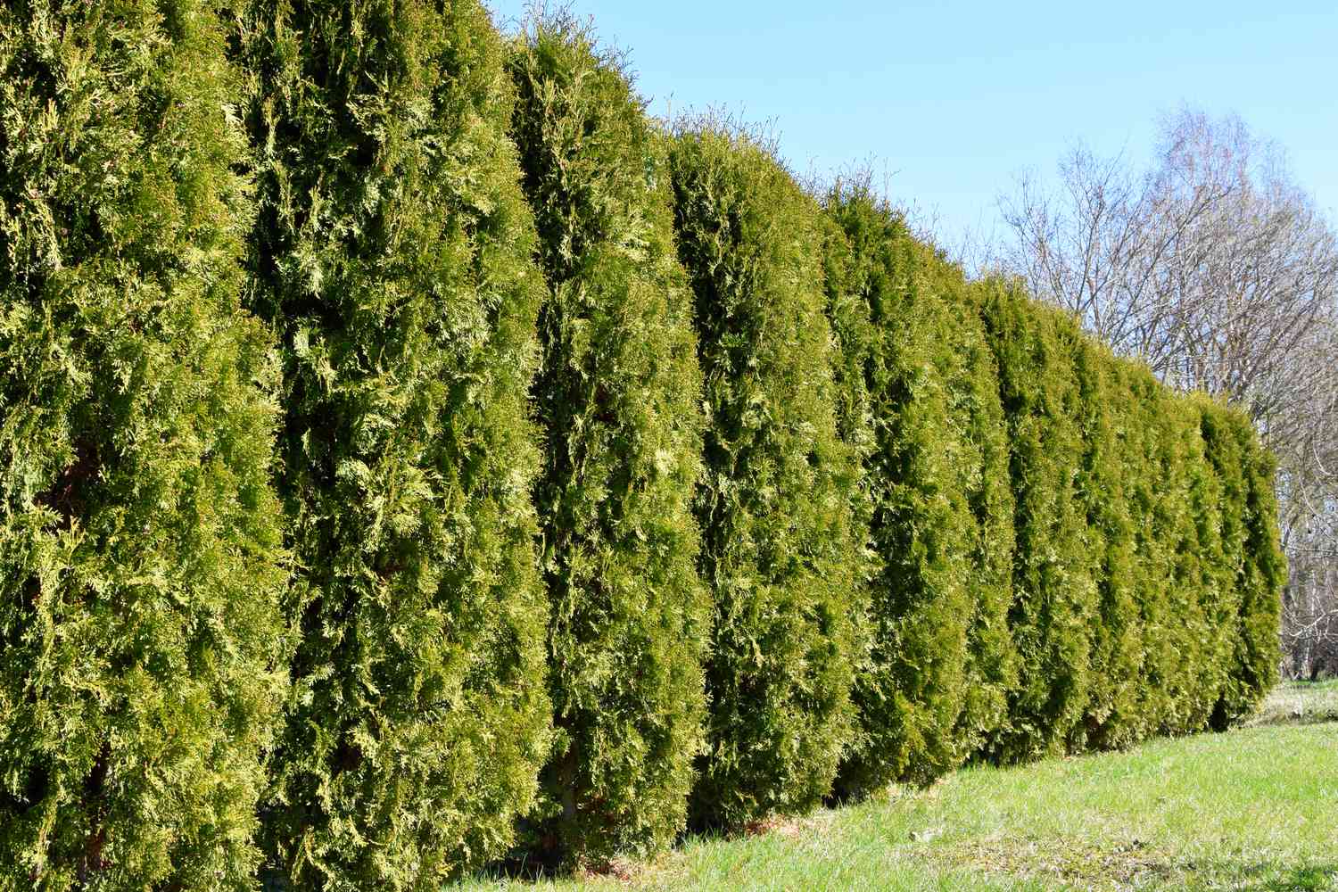 Thuja Green Giant trees