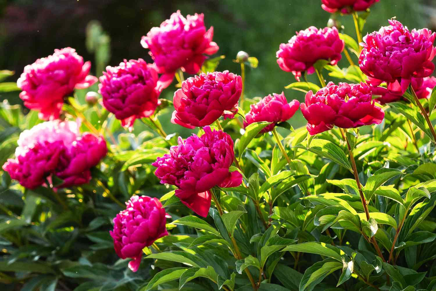 deep pink peonies in garden