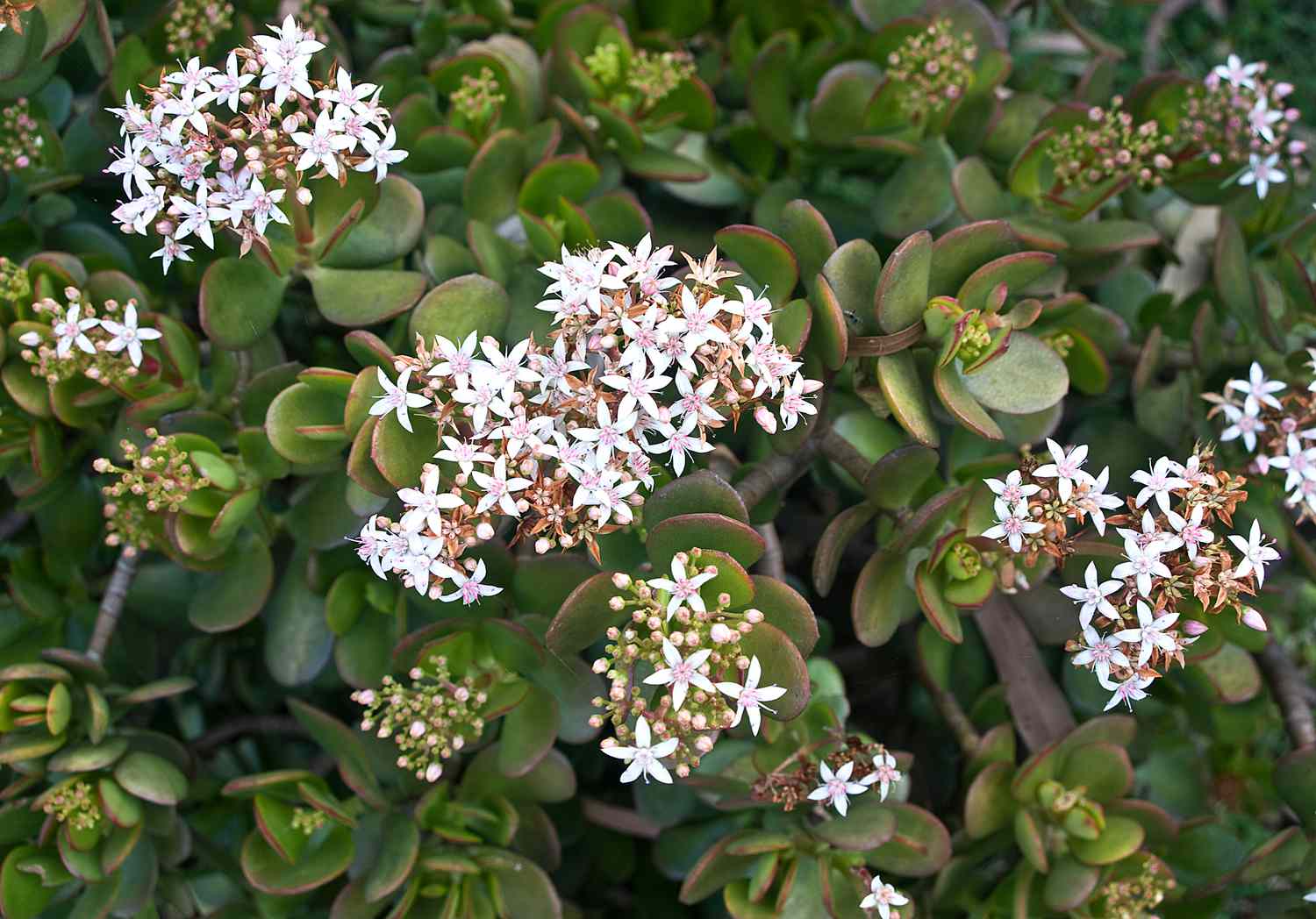 Jade plants blooming with white flowers