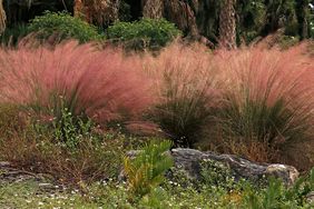 Ornamental Grass