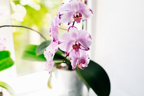 Pink orchid in a white flower pot on windowsill 