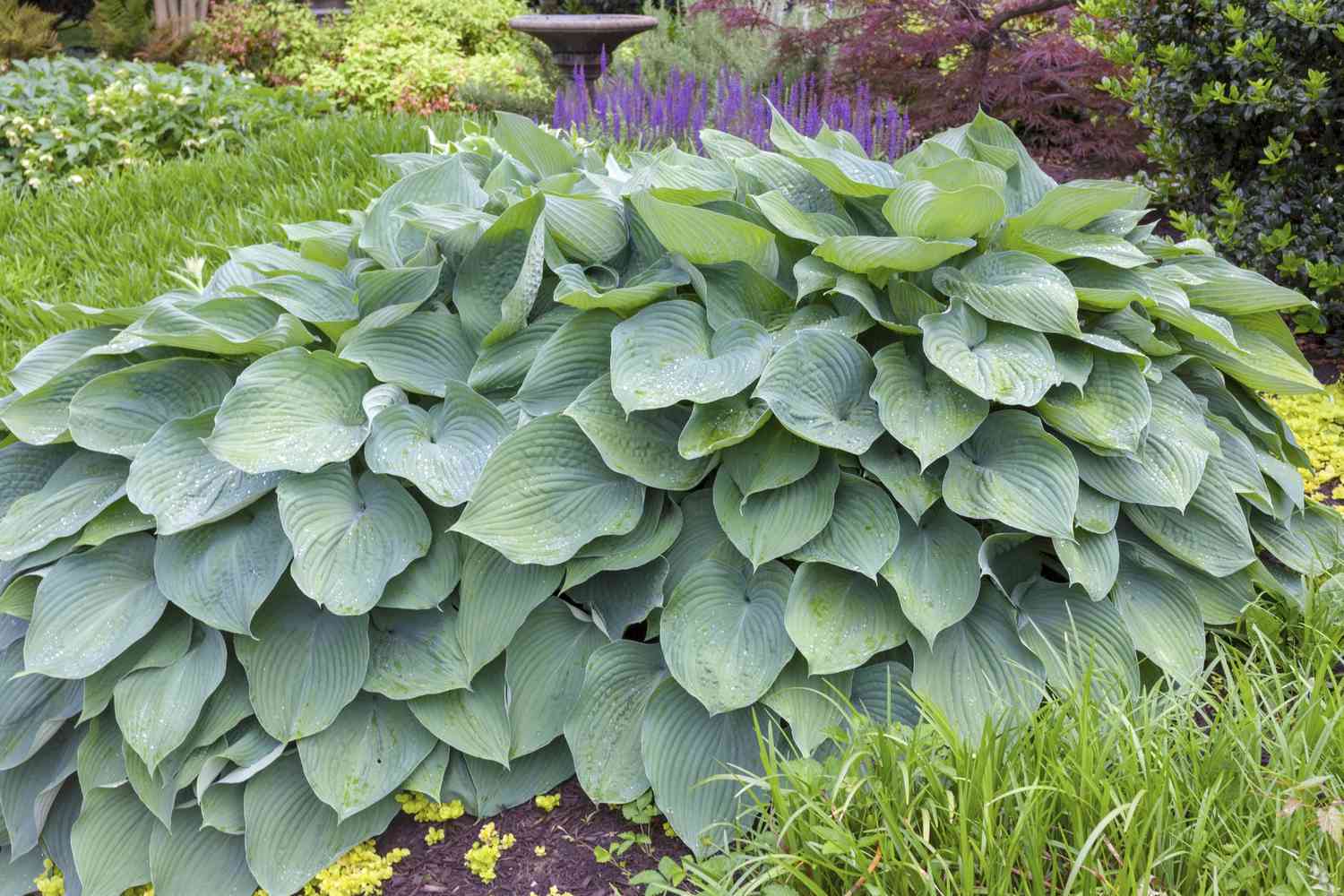 Big Daddy Hosta