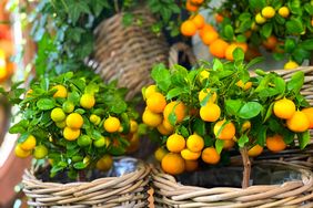 fruit trees in baskets 