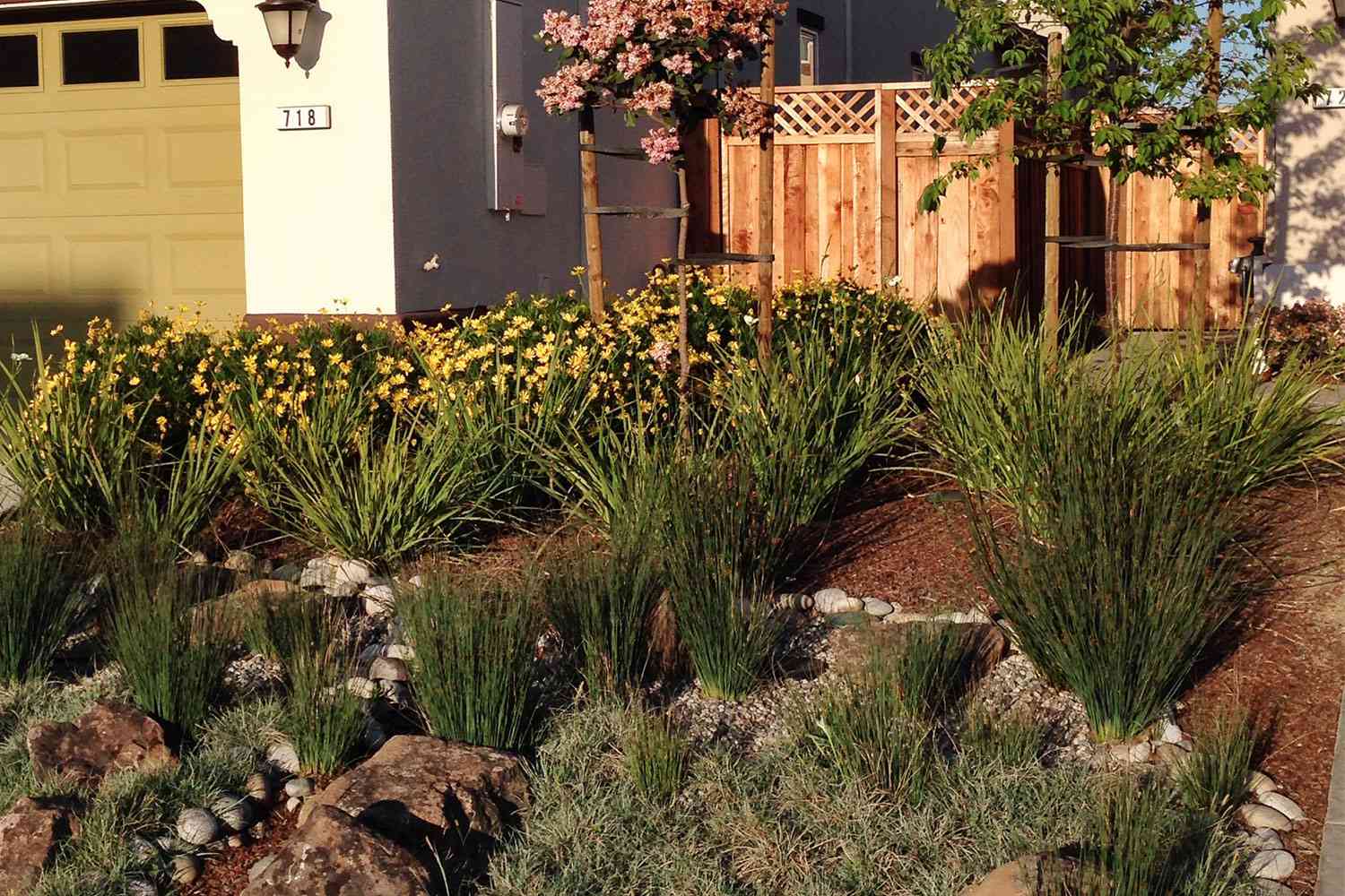 Xeriscape front yard