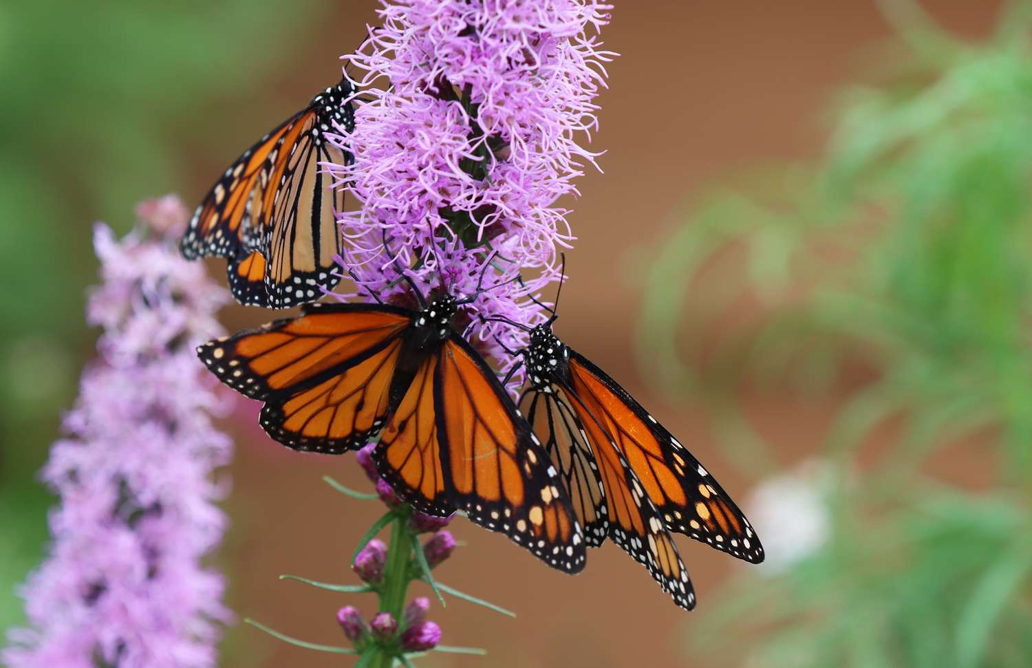 Butterflies perched on a vibrant flower in close detail