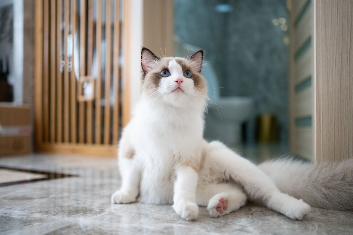 Ragdoll cat